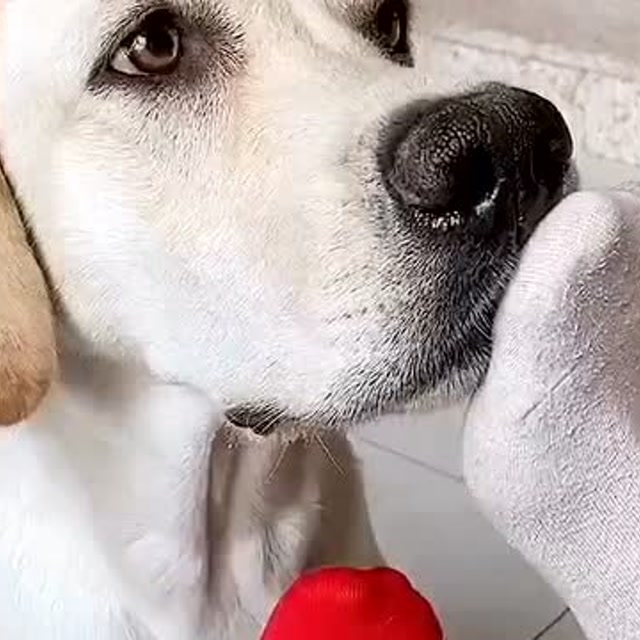 小狗狗居然会捂鼻子,我的脚有那么臭吗?太打脸了!