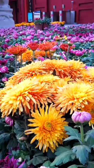 开封市花一一菊花