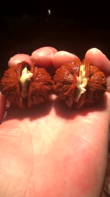 为什么我的文玩核桃盘着盘着就发芽了,难道这是暗示我要种核桃树吗?