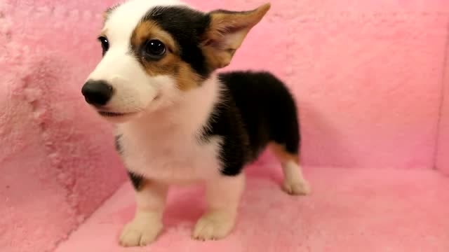 刚接回家的可爱黑背小柯基,越看越喜欢,简直萌到爆炸!