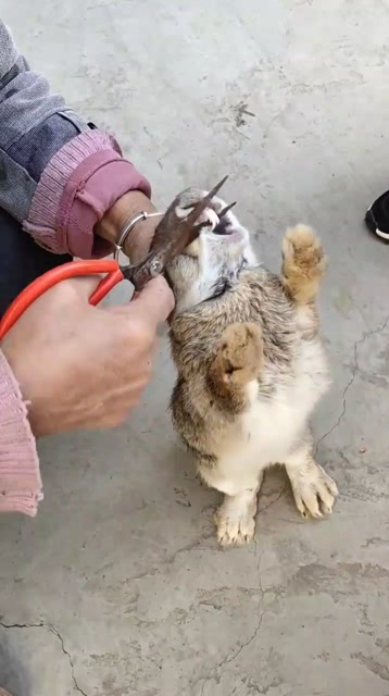 这是啥兔子啊,我的兔子养了半年了牙也没有这么长啊