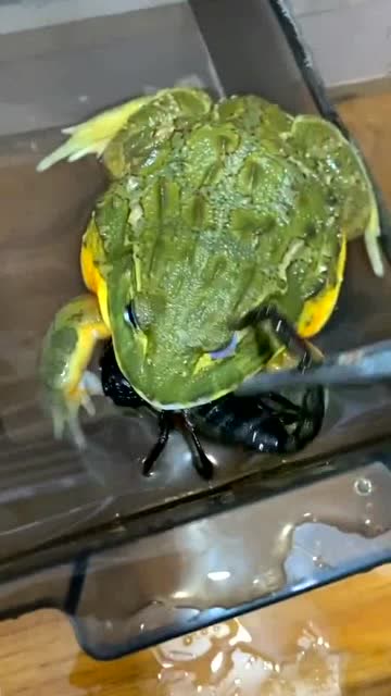 好厉害的大蛙,不愧五毒之首,操作太毒了!