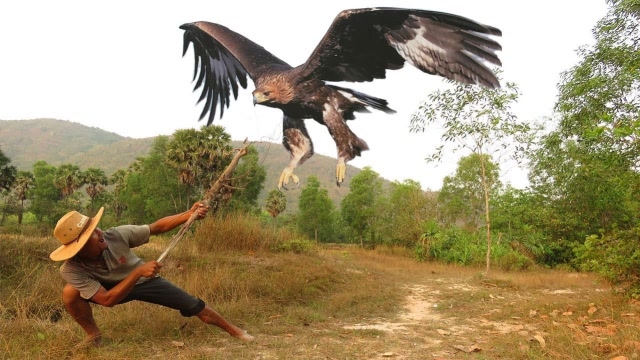 老鹰经常捕食家禽农户气不过徒手抓老鹰手法太娴熟了