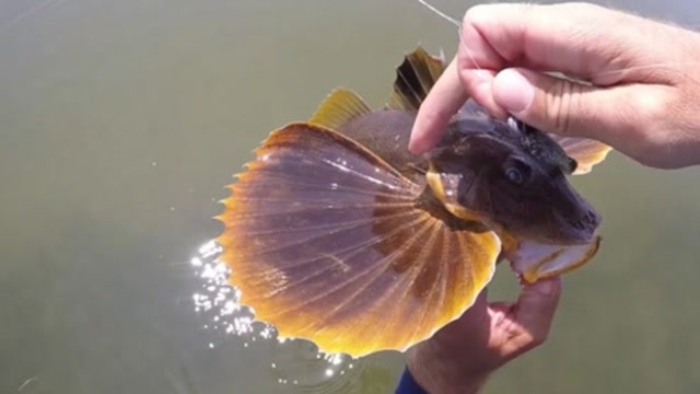 瘋狂釣到長有帶翅膀的魚,這魚窩是怎麼了?