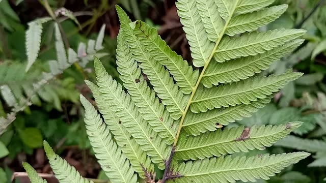 毛蕨,农村丛林中常见的野草,根部可以打成粉做粑粑,枝叶有妙用