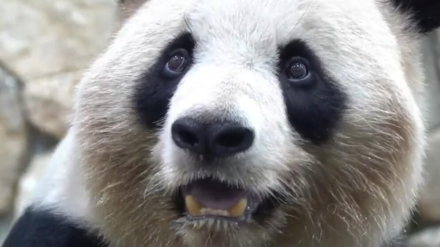 抖音震惊熊猫图片