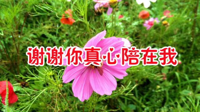 梅朵一首谢谢你真心陪着我情深意浓致我最爱的人