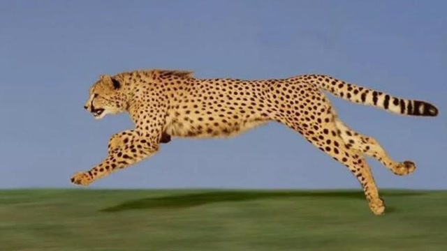 跑得最快的动物图片