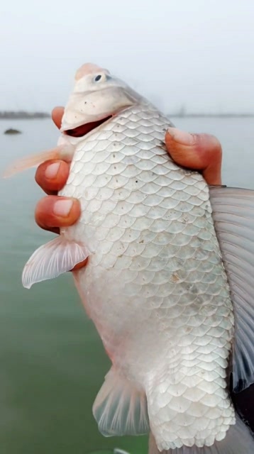白色大肚子鱼图片图片