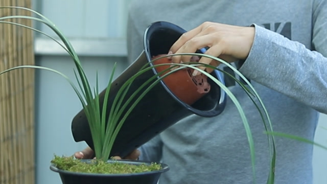 养兰花用"神器",不积水不烂根,新手要用