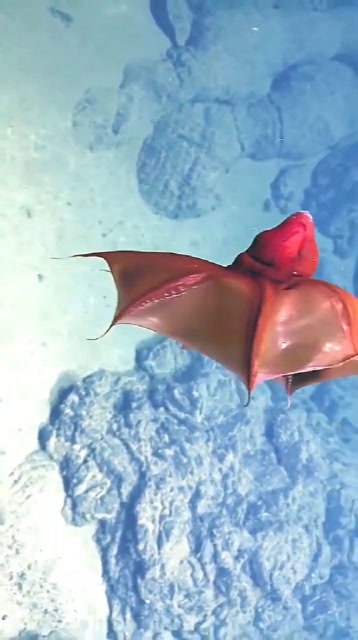 吸血鬼乌贼又称幽灵蛸已经在地球上生存近亿年的古老物种