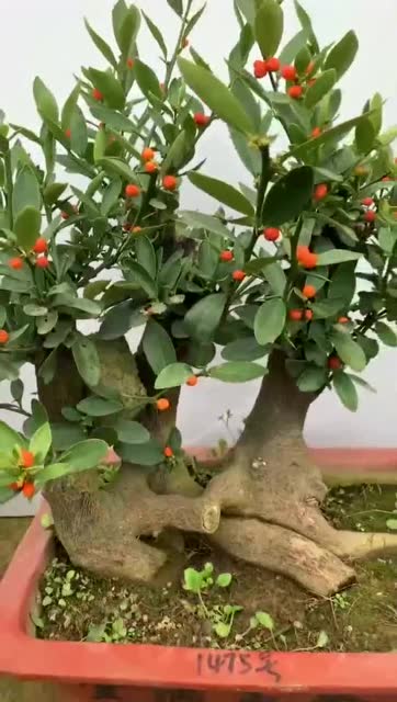 双杆金豆盆景这造型简直没谁了算得上艺术品吗