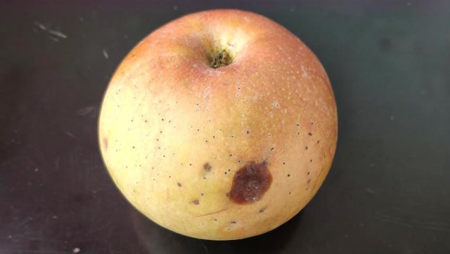 烂了一点的苹果到底能不能吃显微镜放大1000倍令人无法想像