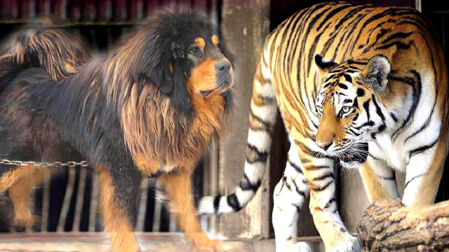 藏獒和老虎谁厉害图片