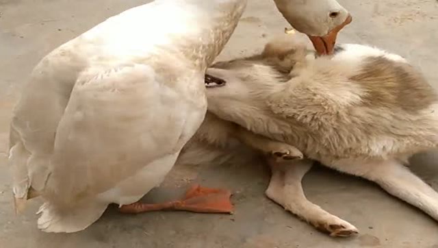 大白鹅欺负土狗老实,上来就对着头猛夹,结果狗狗终于忍无可忍,还击了!