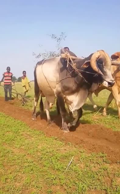 第一次见非洲黑人兄弟用牛拉犁开荒, 这土地看着还不错挺肥沃的啊