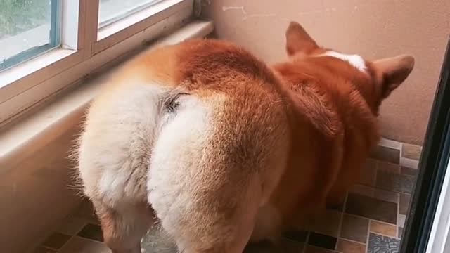 给大家拍的板鸭趴,你家的宠物也有蜜桃臀吗?快来拍同款太可爱了