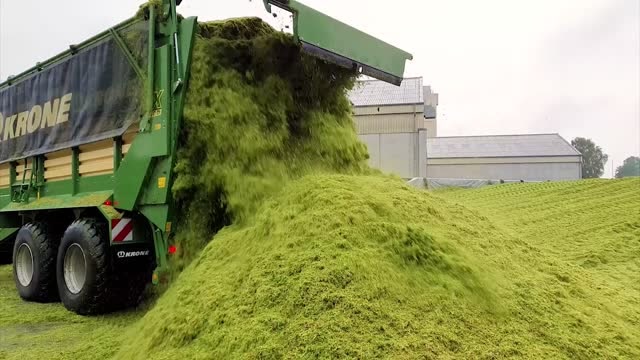 克拉斯960tt青贮机身披40000台纪念涂装 收割燕麦作青贮