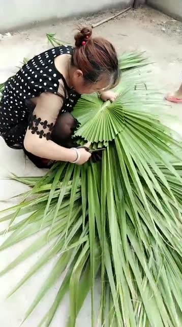 农民大妈在院子里做蒲扇,一直以为是用荷叶做成的呢