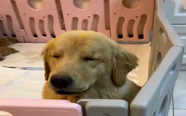 看着都困,狗狗竟然站着打瞌睡,真萌!