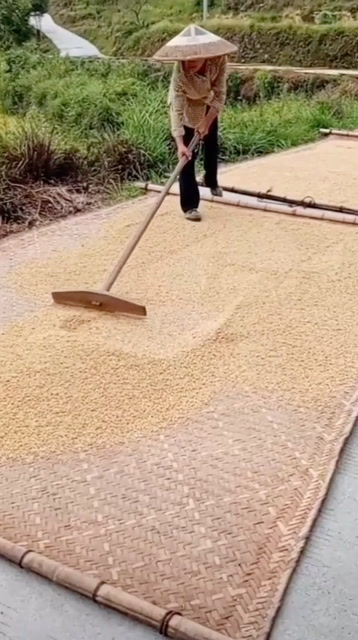 最原始的晒谷子工具!我们这里叫晒席!你们那叫什么?