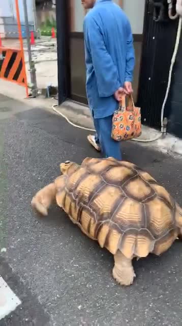 没事就遛个乌龟吧,大家看看这龟养了多少年了