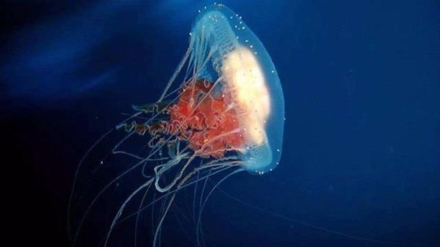 最致命的水母澳洲方水母25年毒死60人最快三分钟致命