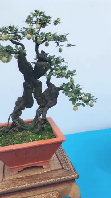 盆景展上的怪桩金弹子,桩老型美,硕果累累,必须得奖
