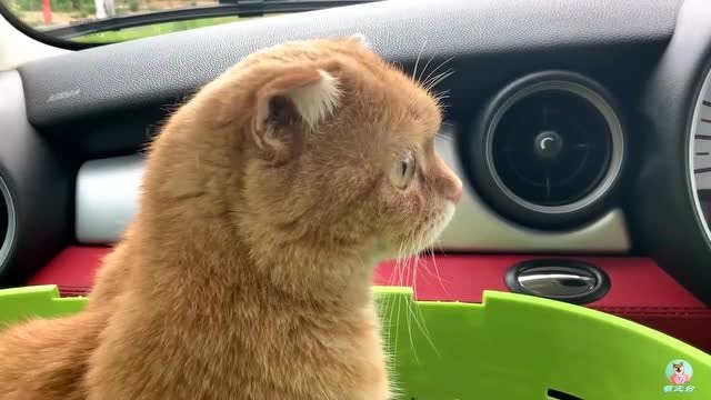 被救助的流浪猫和家猫,隔窗对望,流露出羡慕的小眼神