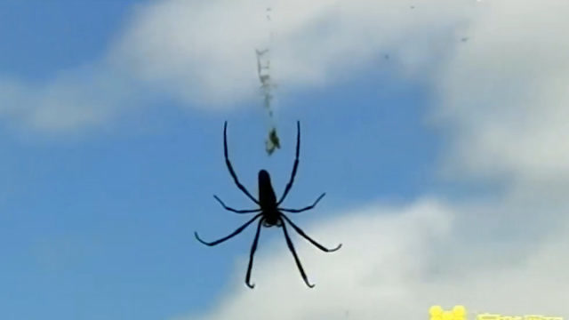 大纹猎人蛛vs丛林猎人蛛,千万别眨眼,胜负就在一瞬间!