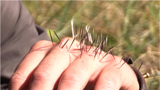 被你被豪猪的棘刺扎伤后,想要往出拨时,痛苦才刚刚开始