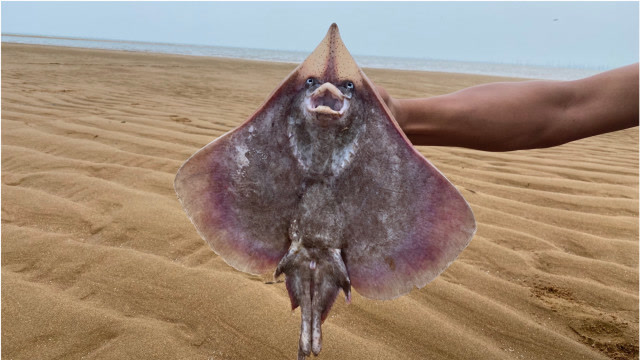 海涛赶海,大海退潮在沙滩上发现鬼面鱼