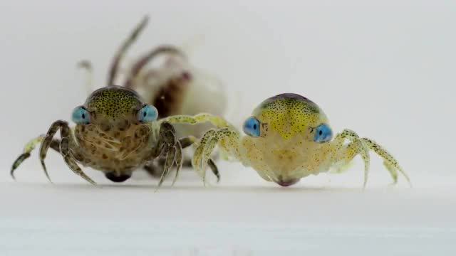 原来螃蟹小时候眼睛这~~~么大!