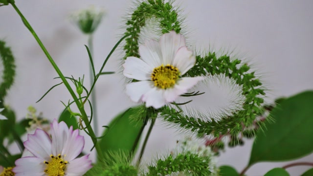 下了一整天的雨终于停了,屋前采些狗尾巴草做心形插花