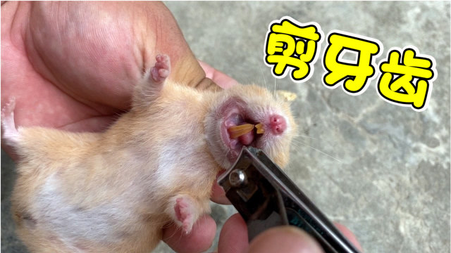 小仓鼠牙齿太长不吃提子和花生米,主人给它剪牙齿