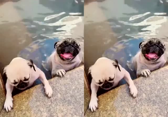 原来狗刨式游泳是这样游的,彻底长见识了