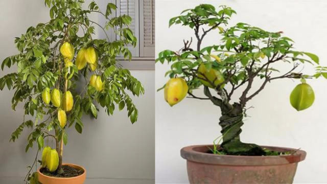 在家也能种植盆栽杨桃树!那真是太棒了,来学习种植教程吧