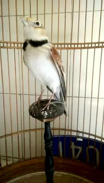 四大名鸟之首.百灵鸟上台大叫