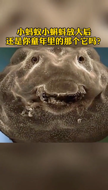 小蚂蚁,小蝌蚪放大后?