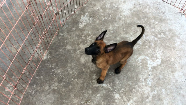 给粉丝挑了1条2个月的红马犬,性格咬口都很不错,我带大家去看看