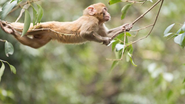 蜘蛛猴在丛林中吊荡,甚至在两棵树之间,飞跃超过十米