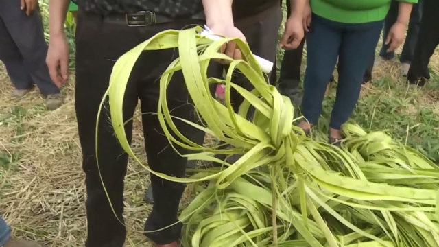 剥麻也得用黑科技,大叔发明"硬核"剥麻机,800斤麻15分钟搞定