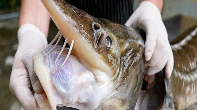 大叔处理巨型鲟鱼,嘴巴大张好怕被它咬一口,做成美食出锅被吃光