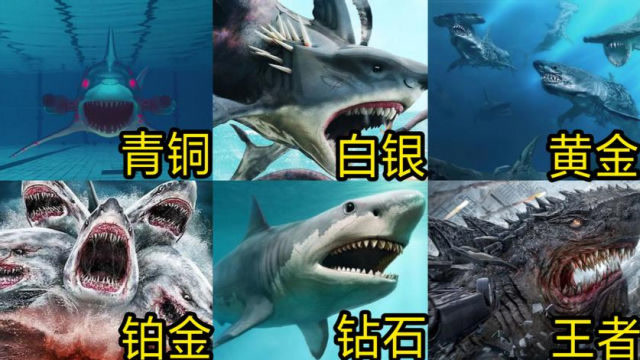如果"变异鲨鱼"有段位,青铜到王者!你见过八爪鲨和陆行鲨吗?