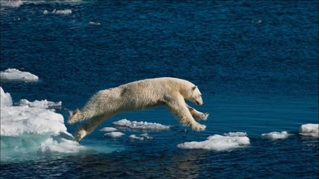 极为罕见!北极熊捕杀白鲸, 一口咬住后脑使其当场毙命