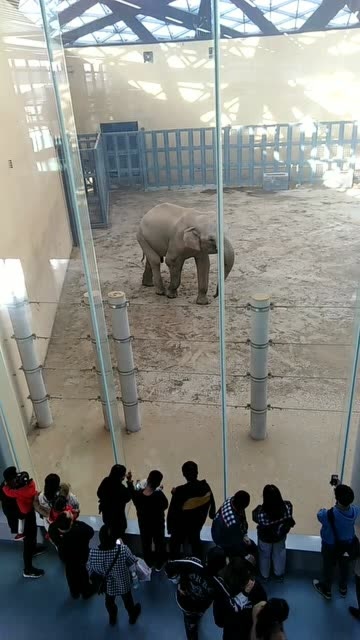 這就是太原 直播太原 到太原動物園大象館了 看看館內全景