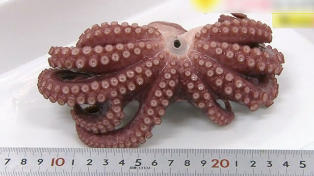 日本沿海惊现9足章鱼 网友质疑受核辐射影响