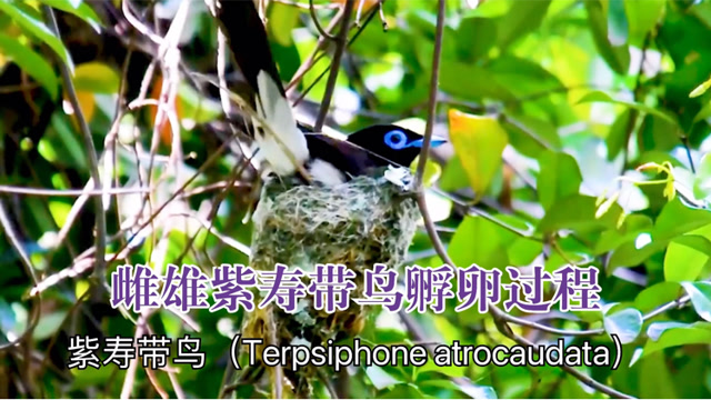 雌雄紫寿带鸟孵卵过程纪实