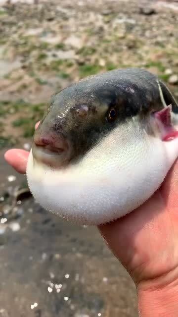 这胖头鱼为什么长得这么丑?