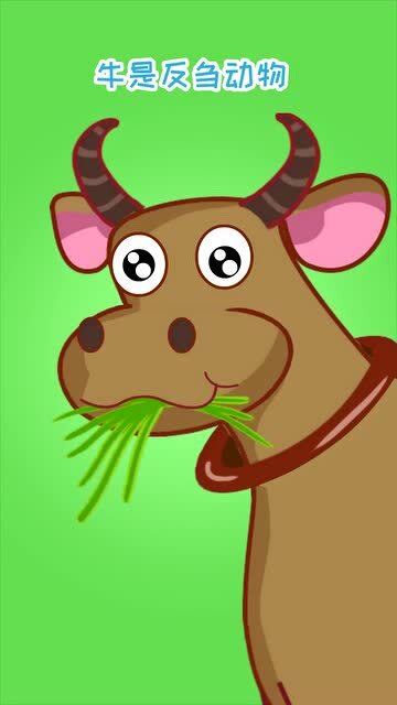 你了解吃火锅必点的毛肚吗?原来毛肚长这样子,看完你还想吃吗?